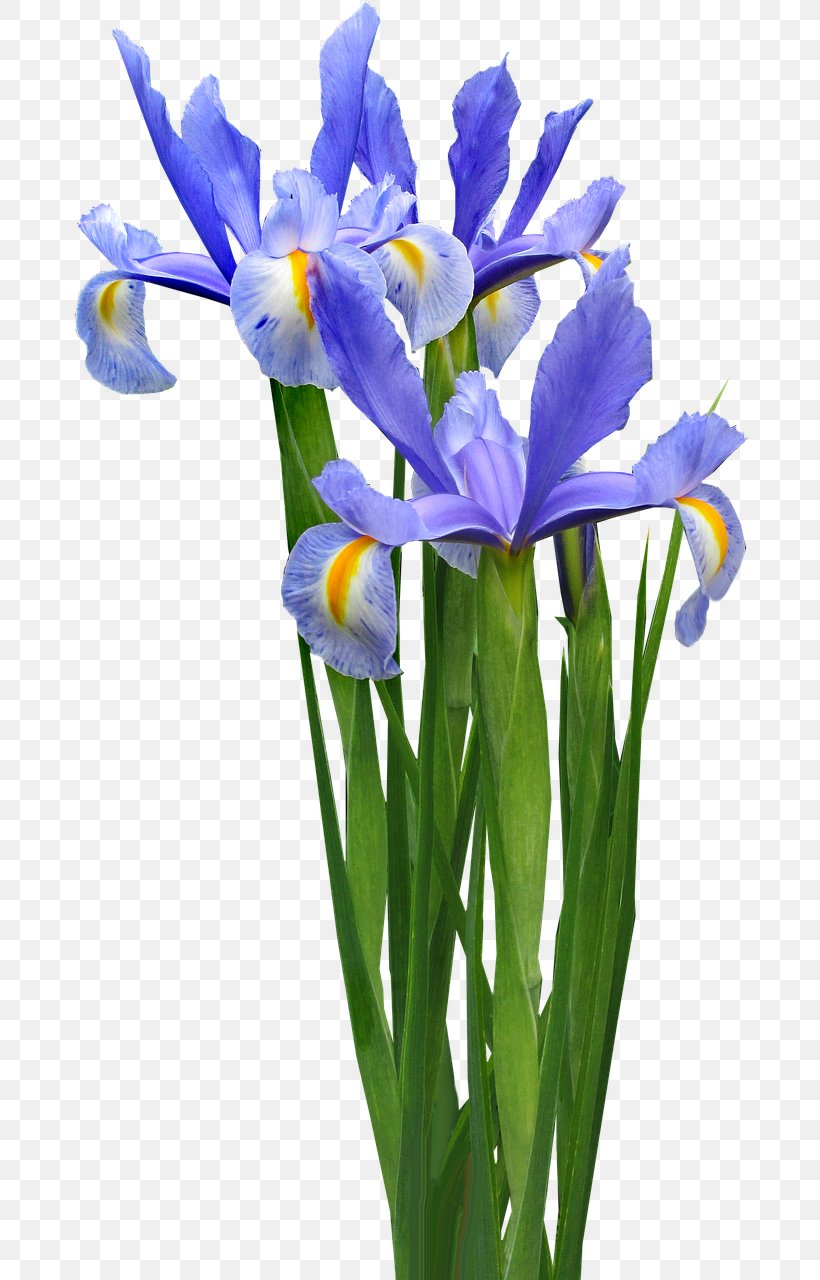 Bulb Flower Irises Lily, PNG, 720x1280px, Bulb, Calla Lily, Crocus, Cut Flowers, Floristry Download Free