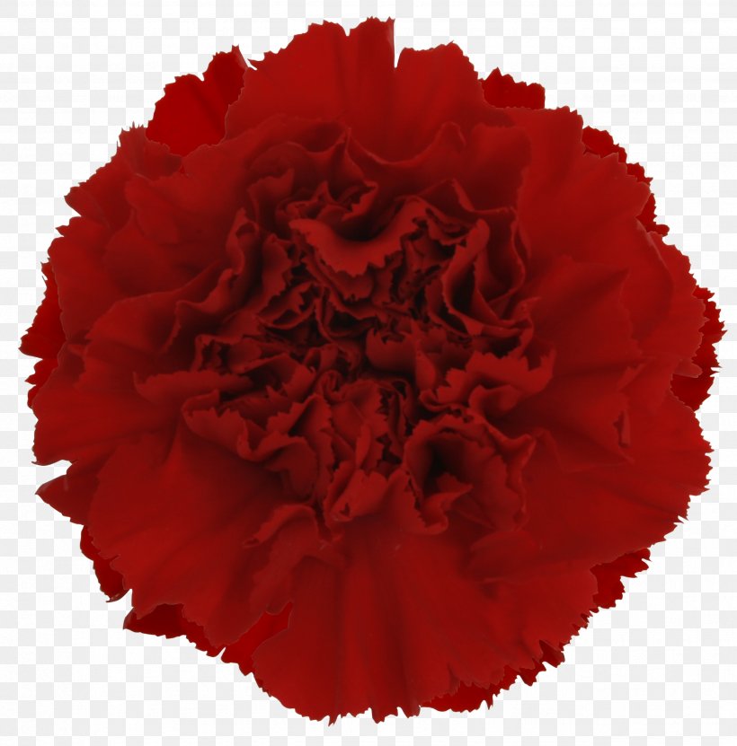 Cut Flowers Carnation Yekaterinburg Red, PNG, 2556x2592px, Flower, Carnation, Cut Flowers, Dianthus, Floral Design Download Free