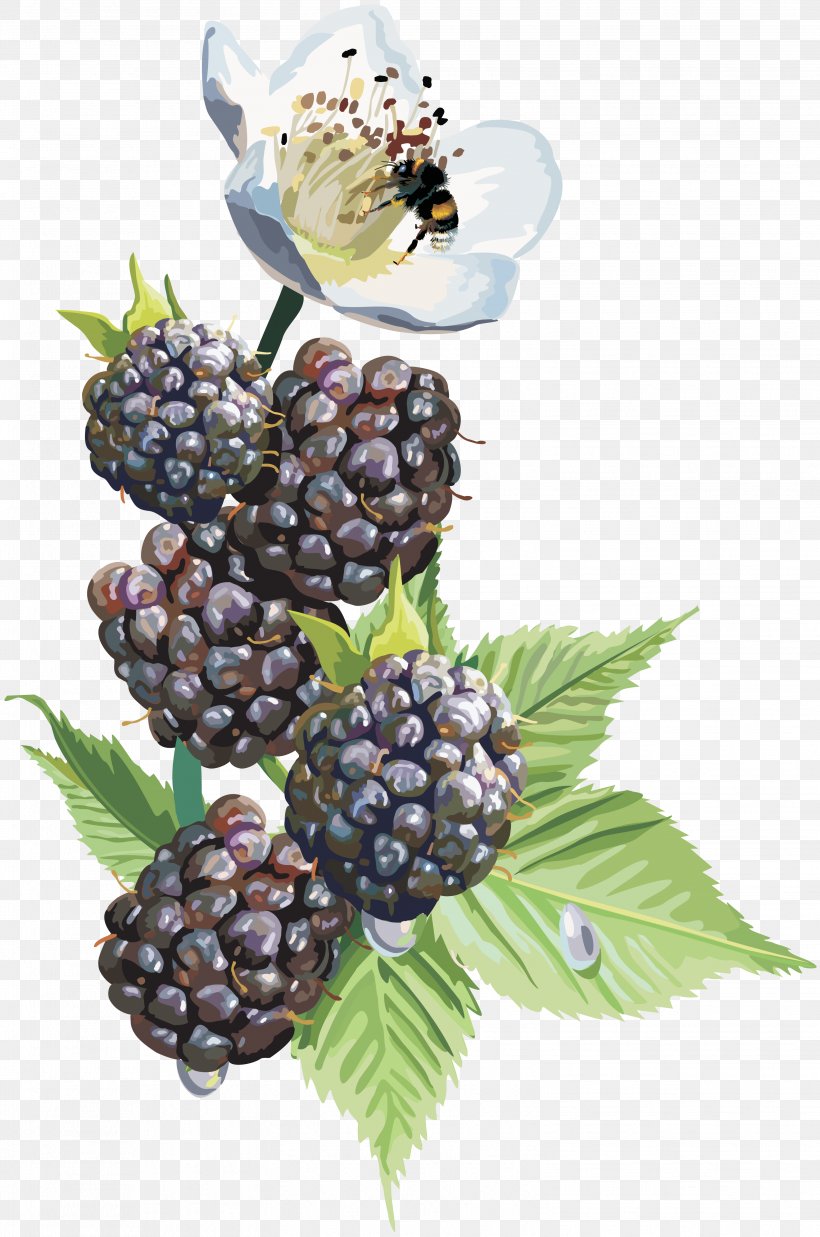 Desktop Wallpaper Blackberry Clip Art, PNG, 3099x4676px, Blackberry, Animation, Berry, Bilberry, Boysenberry Download Free