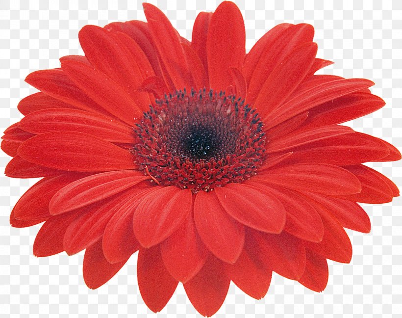 Transvaal Daisy Common Daisy Color Stock Photography Clip Art, PNG, 1200x949px, Transvaal Daisy, Color, Common Daisy, Coral, Cut Flowers Download Free