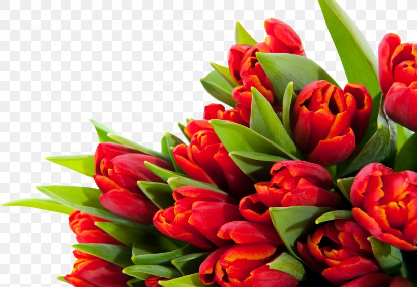 Tulip Flower Bouquet Desktop Wallpaper March 8, PNG, 1280x885px, Tulip, Cut Flowers, Floral Design, Floristry, Flower Download Free