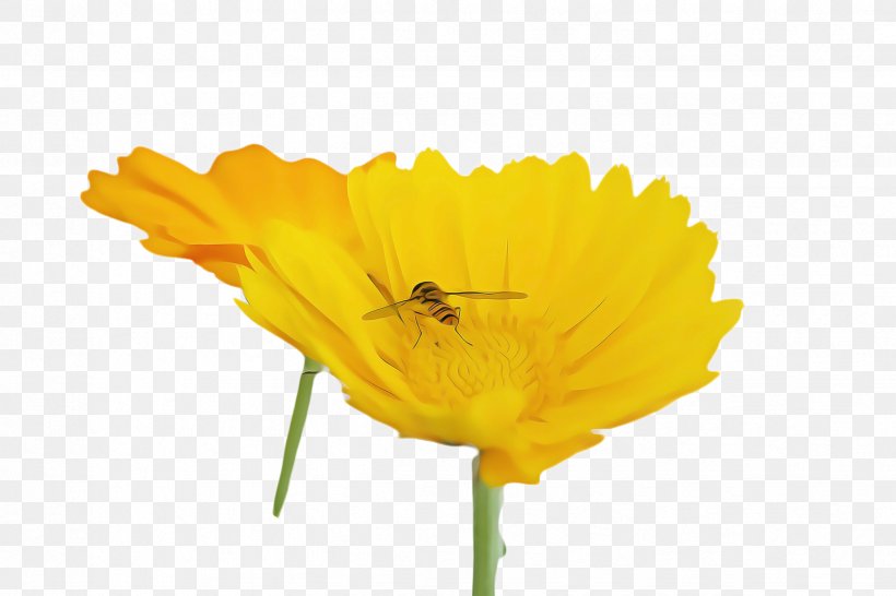 Tv Cartoon, PNG, 2448x1632px, Marigold, Bee, Bloom, Blossom, Calendula Download Free