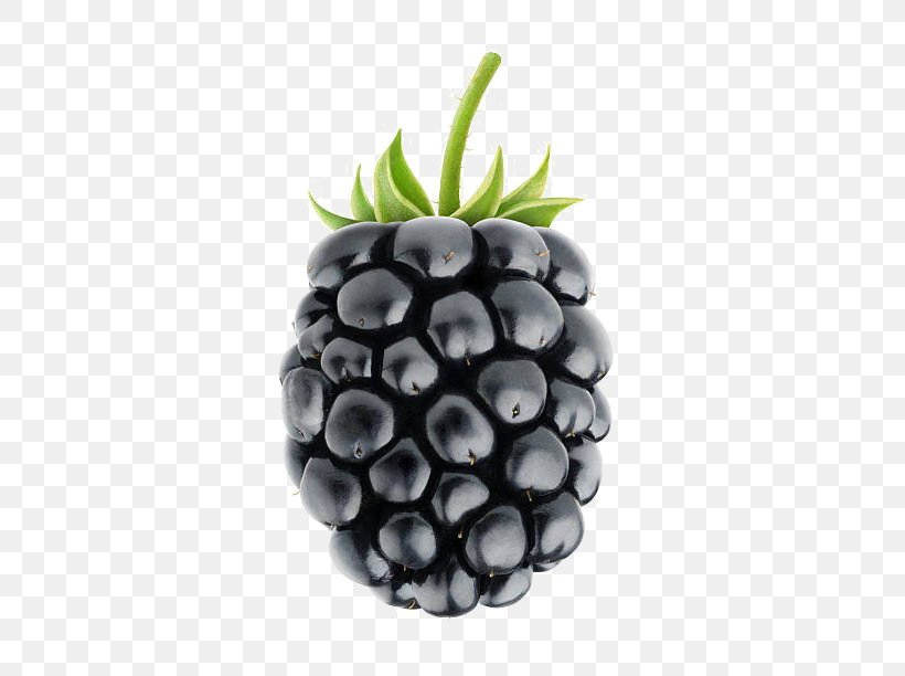 White Blackberry Clip Art Image Fruit, PNG, 518x612px, Blackberry, Berries, Berry, Food, Fruit Download Free