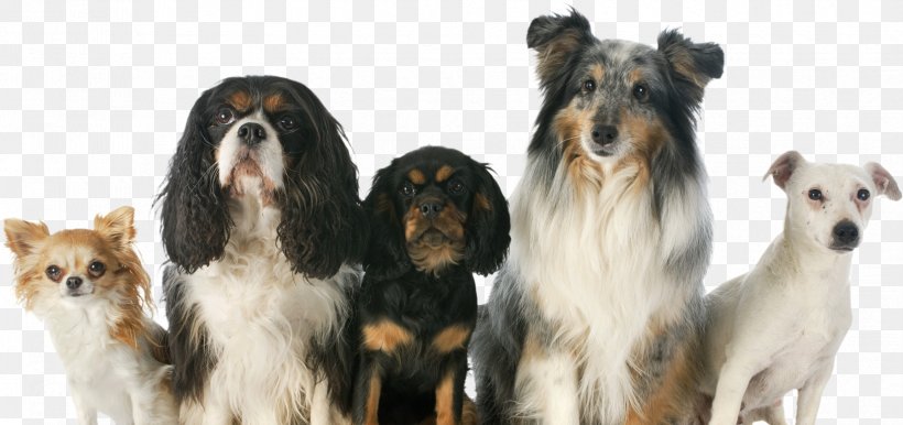 Dog Breed Puppy Maremma Sheepdog Chihuahua Companion Dog, PNG, 1653x779px, Dog Breed, Breed, Carnivoran, Cavalier King Charles Spaniel, Chihuahua Download Free