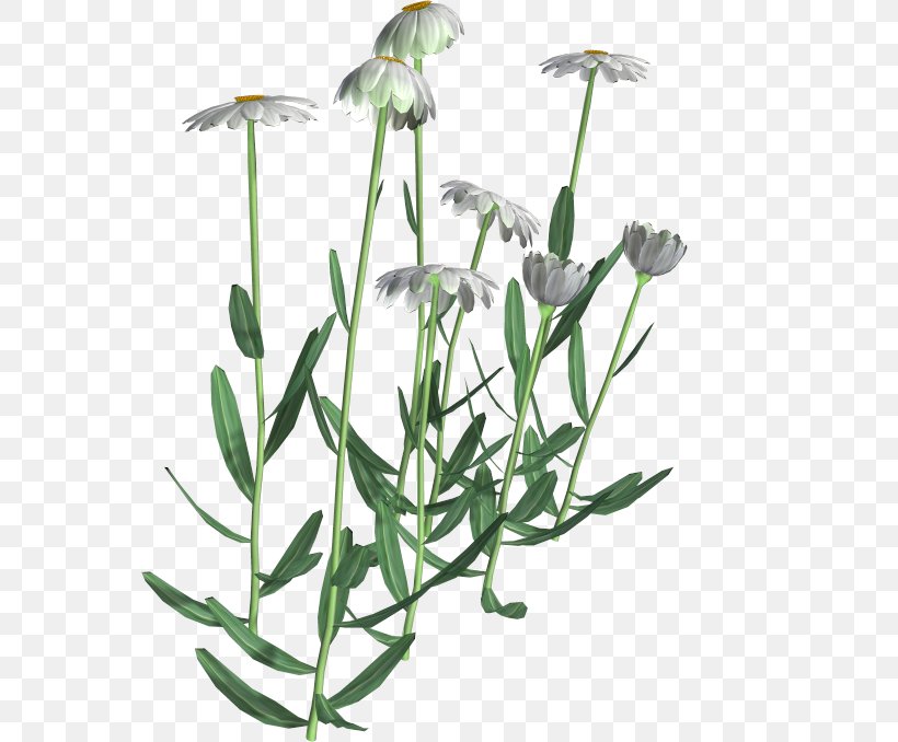 Flowering Plant Chamomile Common Daisy, PNG, 561x678px, Flower, Chamomile, Common Daisy, Common Sunflower, Cut Flowers Download Free