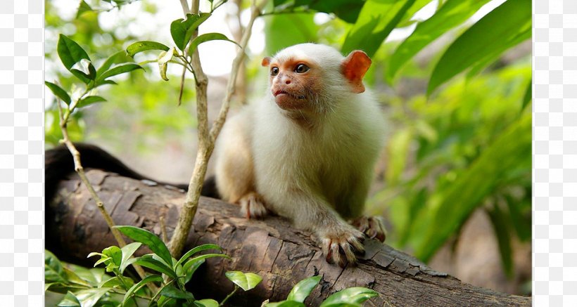 Macaque Danio Margaritatus New World Monkeys Marmoset Wildlife, PNG, 991x529px, Macaque, Cercopithecidae, Danio Margaritatus, Fauna, Mammal Download Free