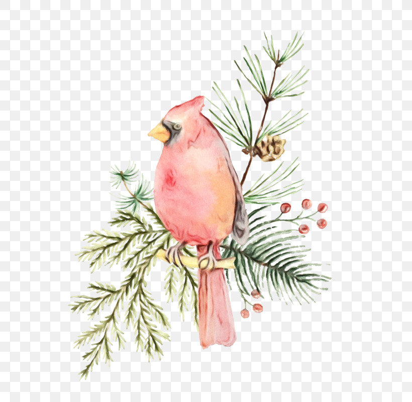 Bird Northern Cardinal Branch Songbird Beak, PNG, 700x800px, Watercolor, American Rosefinches, Beak, Bird, Branch Download Free