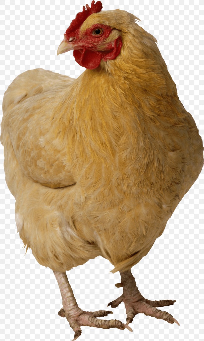 Chicken Nugget Turkey, PNG, 1648x2753px, Chicken, Battery Cage, Beak, Bird, Chicken Meat Download Free