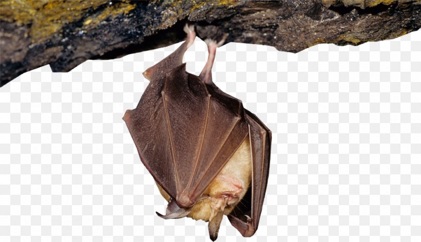 Devon Greater Horseshoe Bat Project Large Flying Fox, PNG, 1001x577px, Bat, Animal, Devon, Flying Foxes, Horseshoe Bat Download Free
