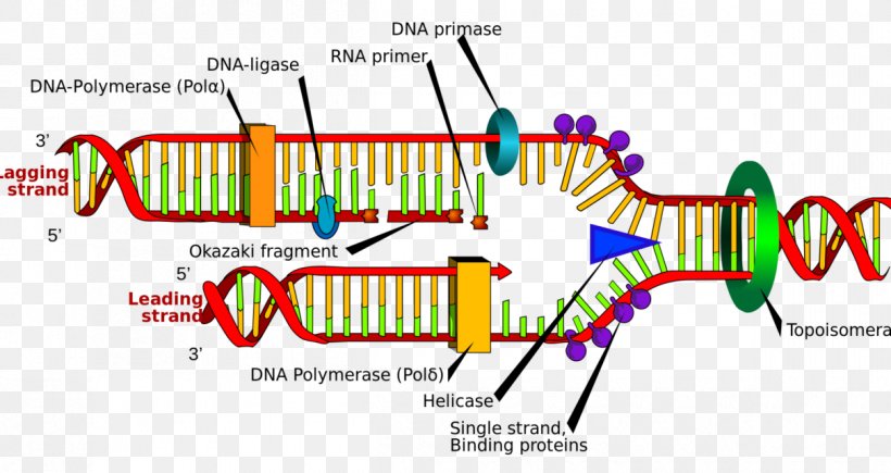 DNA Replication DNA Polymerase Nucleic Acid Double Helix Molecular Structure Of Nucleic Acids: A Structure For Deoxyribose Nucleic Acid, PNG, 1210x642px, Watercolor, Cartoon, Flower, Frame, Heart Download Free