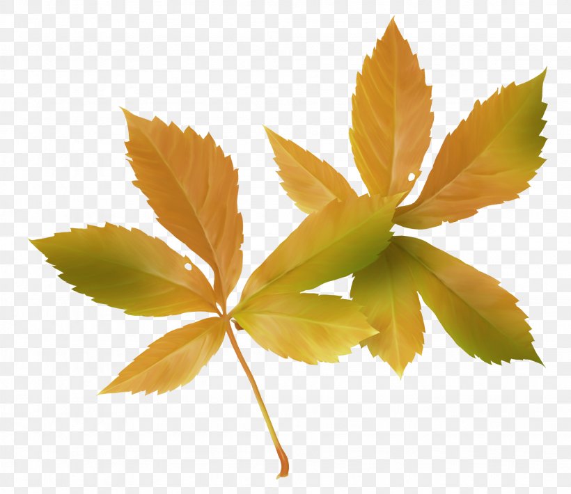 Maple Leaf Autumn, PNG, 2053x1780px, Maple Leaf, Autumn, Autumn Leaf Color, Deciduous, Green Download Free