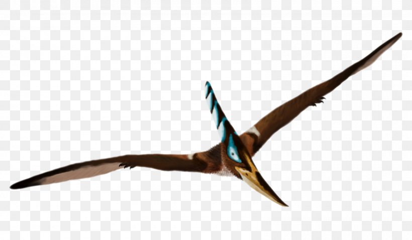 Mr. Pteranodon Pterosaurs Caulkicephalus Dinosaur, PNG, 1600x934px, Pteranodon, Beak, Bird, Cretaceous, Dinosaur Download Free