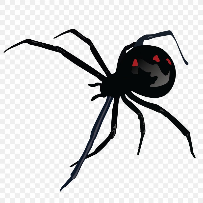 Southern Black Widow Spider Bite Black Widow M STX G.1800E.J.M.V.U.NR YN, PNG, 1600x1600px, Watercolor, Cartoon, Flower, Frame, Heart Download Free