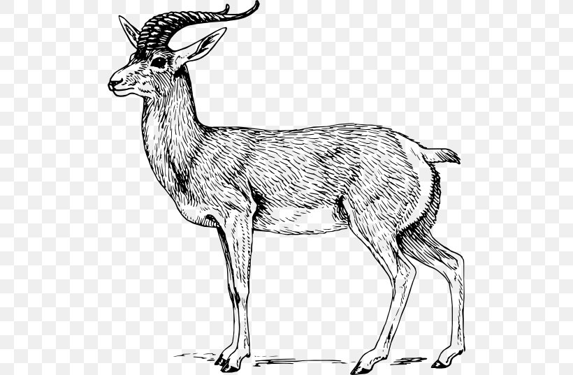 A Pronghorn Antelope A Pronghorn Antelope Drawing Clip Art, PNG, 512x537px, Antelope, Animal Figure, Antler, Art, Black And White Download Free