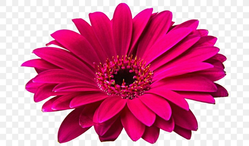 Clip Art Transvaal Daisy Common Daisy Daisy Family, PNG, 698x480px, Transvaal Daisy, Annual Plant, Chrysanthemum, Common Daisy, Cut Flowers Download Free