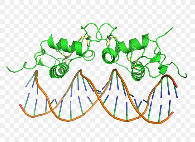 DNA-binding Domain Protein Domain Winged-helix Transcription Factors Helix-turn-helix, PNG, 800x600px, Dnabinding Domain, Alpha Helix, Amino Acid, Area, Art Download Free