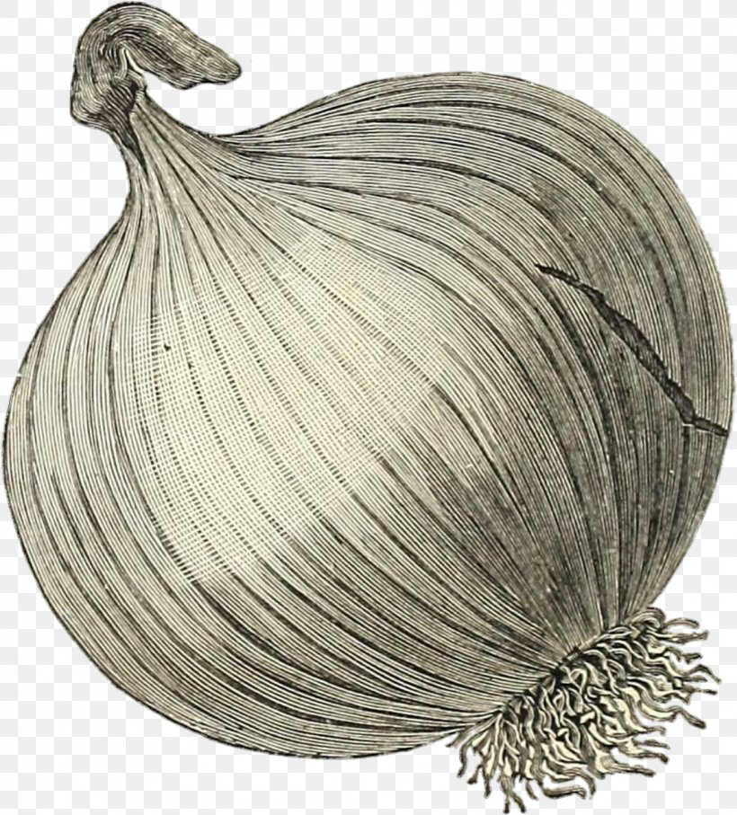 Onion Prebiotic Vegetable Clip Art, PNG, 1157x1280px, Onion, Drawing, Food, Garlic, Photography Download Free