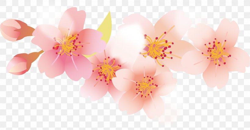 Petal Cherry Blossom Cerasus, PNG, 1611x842px, Petal, Blossom, Branch, Cerasus, Cherry Download Free