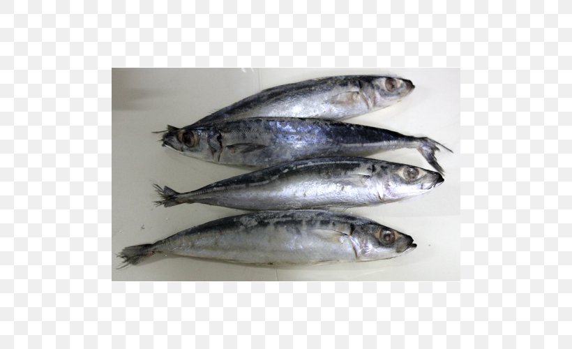 Sardine Pacific Saury Fish Products Mackerel, PNG, 500x500px, Sardine, Anchovies As Food, Anchovy, Anchovy Food, Animal Source Foods Download Free