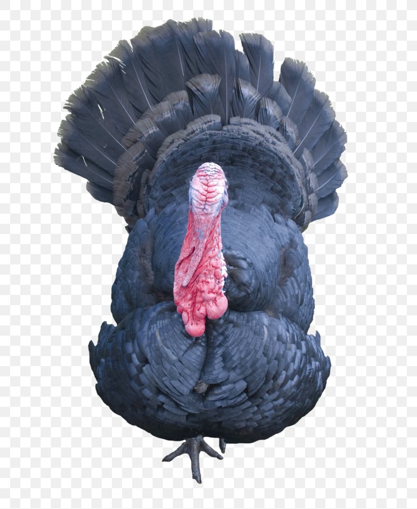 Turkey Poultry, PNG, 798x1001px, Turkey, Animal, Beak, Blog, Deviantart Download Free