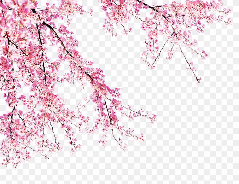 Cherry Blossom Pink, PNG, 1200x925px, Cherry Blossom, Blossom, Branch, Cherry, Convite Download Free
