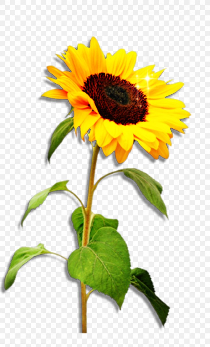 Common Sunflower Stock Photography Stock.xchng Image Royalty-free, PNG, 963x1590px, Common Sunflower, Annual Plant, Artificial Flower, Asterales, Botany Download Free