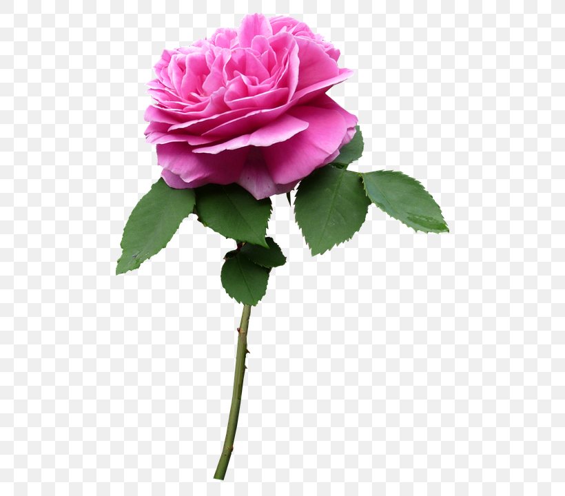 Garden Roses Cabbage Rose Flower Floribunda Plant Stem, PNG, 484x720px, Garden Roses, Annual Plant, Artificial Flower, Cabbage Rose, Carnation Download Free