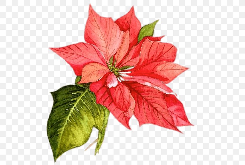 Poinsettia Christmas Watercolor Painting Flower, PNG, 522x555px, Poinsettia, Annual Plant, Art, Christmas, Christmas Card Download Free