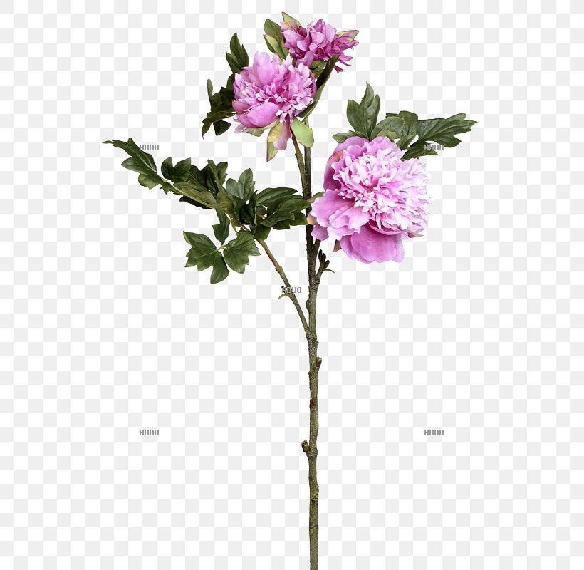 Twig Cut Flowers Rose Family Plant Stem Shrub, PNG, 800x800px, Twig, Branch, Common Lilac, Cut Flowers, Family Download Free