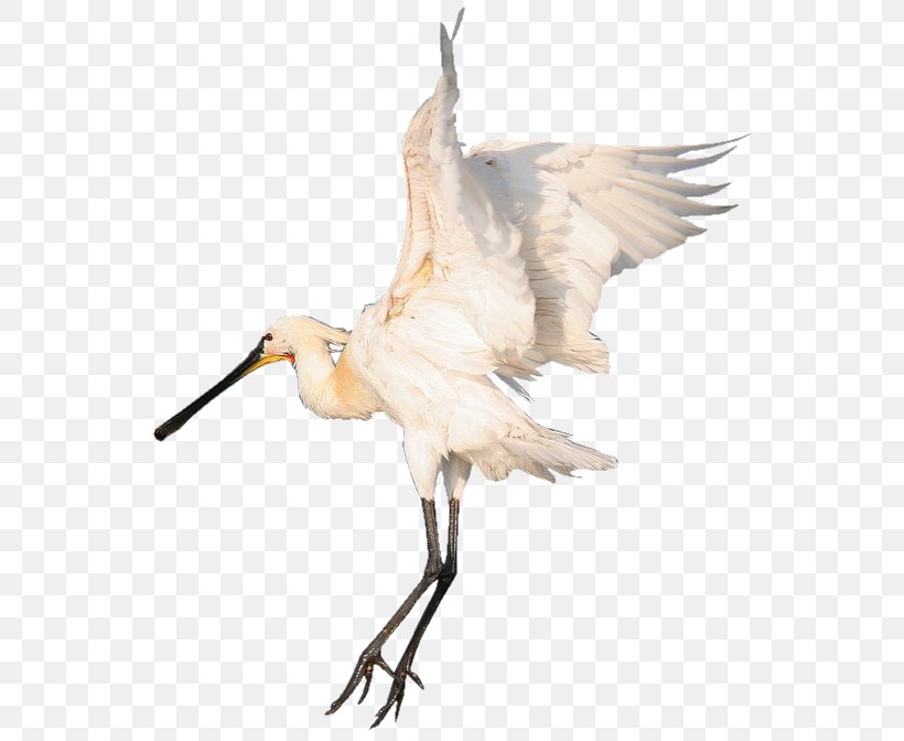 Bird Beak White Stork Centerblog Ibis, PNG, 572x672px, Bird, Beak, Centerblog, Crane, Crane Like Bird Download Free