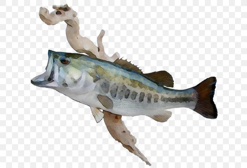 Fish Fish Figurine Bass Northern Largemouth Bass, PNG, 650x559px, Watercolor, Animal Figure, Bass, Bonyfish, Figurine Download Free