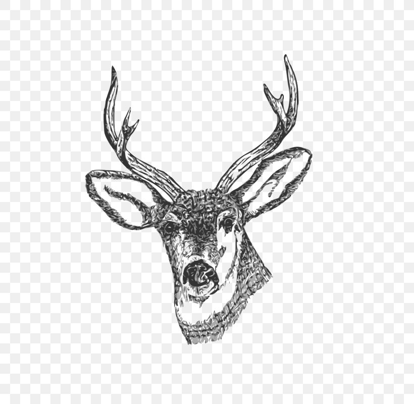Observational Drawing Sketch Pencil Royalty-free, PNG, 800x800px, Drawing, Antler, Art, Black And White, Deer Download Free