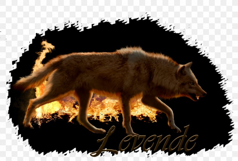 Red Fox Coyote Gray Wolf Jackal Red Wolf, PNG, 900x609px, Red Fox, Carnivoran, Coyote, Dog Like Mammal, Fauna Download Free
