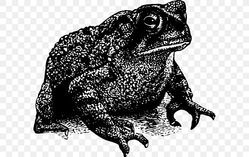 Toad Frog Clip Art, PNG, 600x518px, Toad, American Toad, Amphibian, Black And White, Fauna Download Free