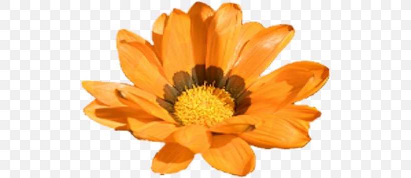 Calendula Officinalis Marigold Flower Yellow Clip Art, PNG, 500x356px, Calendula Officinalis, Calendula, Color, Daisy Family, Day Of The Dead Download Free