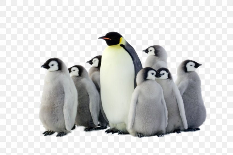 Emperor Penguin Antarctica Bird, PNG, 1000x667px, Penguin, African Penguin, Animal, Antarctic, Antarctica Download Free