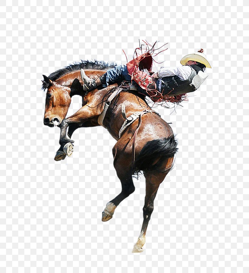 Horse Rodeo Equestrian Bull Riding Bucking, PNG, 600x900px, Horse, Animal Sports, Animal Treatment In Rodeo, Bareback Riding, Bridle Download Free