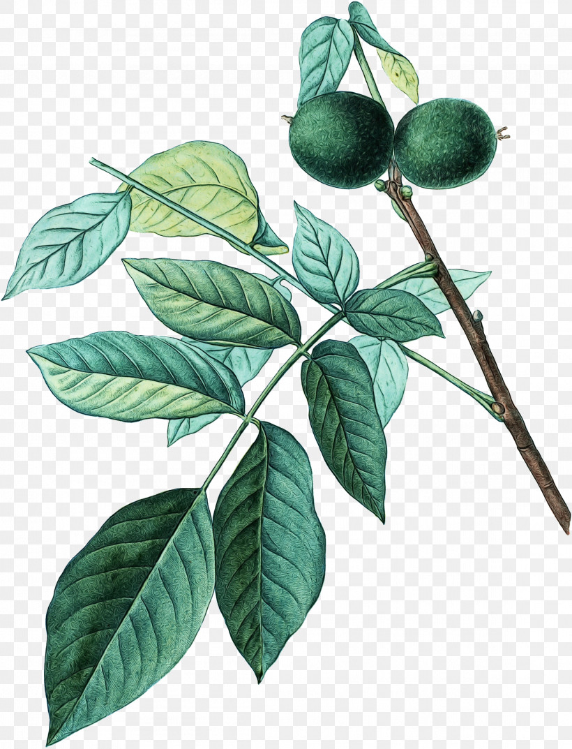 Leaf Plant Stem Tree Fruit Branching, PNG, 2291x3000px, Watercolor, Biology, Branching, Fruit, Leaf Download Free