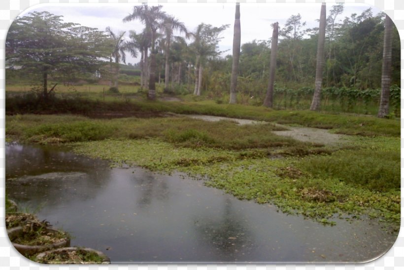 Villa Bulurejo House Bog Vegetation Housing Estate, PNG, 1355x905px, Villa Bulurejo, Area, Bank, Bayou, Biome Download Free