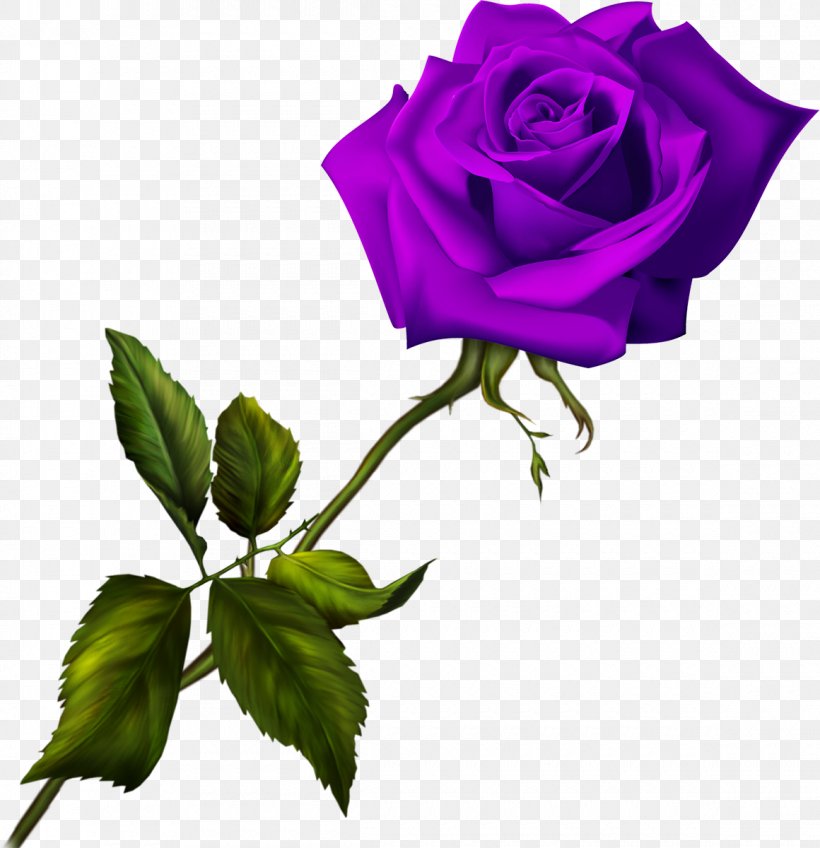 Blue Rose Garden Roses, PNG, 1160x1200px, Blue Rose, Blue, Cut Flowers, Flower, Flowering Plant Download Free