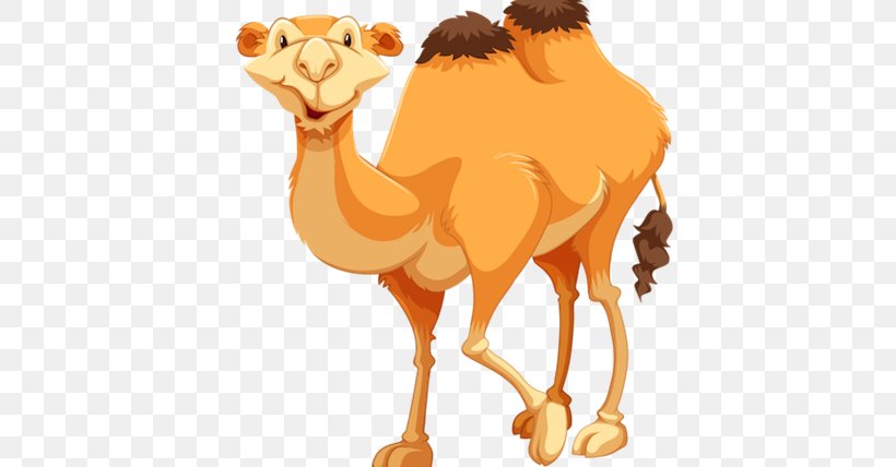 Camel Drawing Clip Art, PNG, 460x428px, Camel, Arabian Camel, Camel Like Mammal, Can Stock Photo, Drawing Download Free