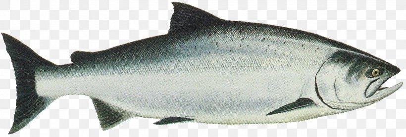 King Salmon Chinook Salmon Sockeye Salmon Chum Salmon, PNG, 2141x725px, King Salmon, Alaska, Animal Figure, Bony Fish, Chinook Salmon Download Free