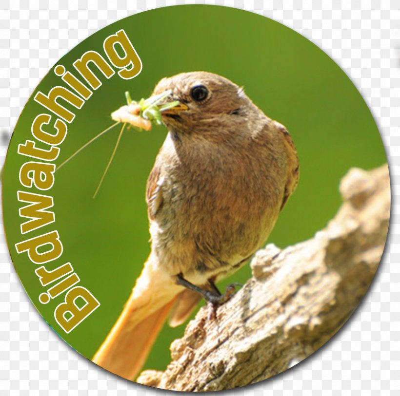 Ortolan Bunting Finches Wren Beak, PNG, 856x849px, Ortolan Bunting, Beak, Bird, Bunting, Fauna Download Free