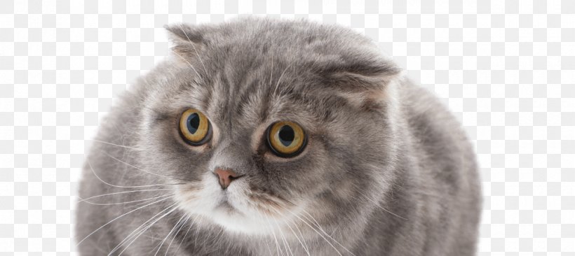 Scottish Fold British Semi-longhair Chartreux British Shorthair Nebelung, PNG, 1200x536px, Scottish Fold, Breed, British Semi Longhair, British Semilonghair, British Shorthair Download Free