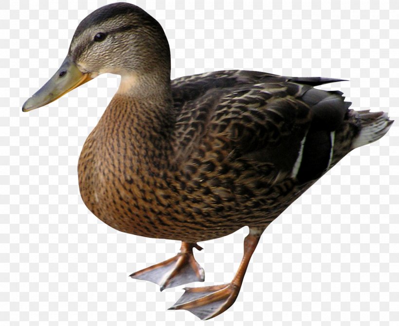 Duck Mallard Bird Goose, PNG, 1280x1047px, Duck, Animal, Beak, Bird, Canard Download Free