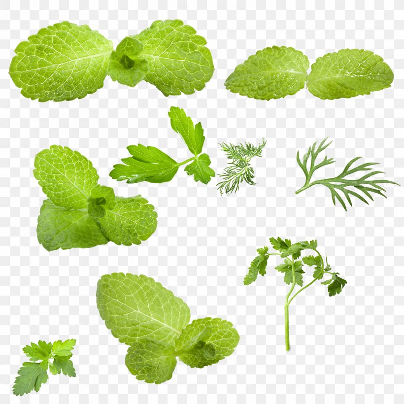 Leaf Mentha Spicata Green Vegetable, PNG, 1417x1417px, Leaf, Annual Plant, Coreldraw, Grass, Green Download Free
