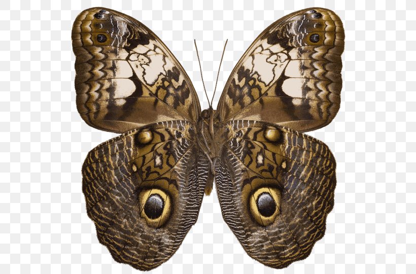 Owl Butterfly Caligo Martia Caligo Eurilochus, PNG, 550x540px, Butterfly, Arthropod, Brush Footed Butterfly, Butterflies And Moths, Caligo Beltrao Download Free