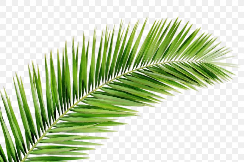 Palm Tree, PNG, 1024x683px, Watercolor, Arecales, Elaeis, Green, Leaf Download Free