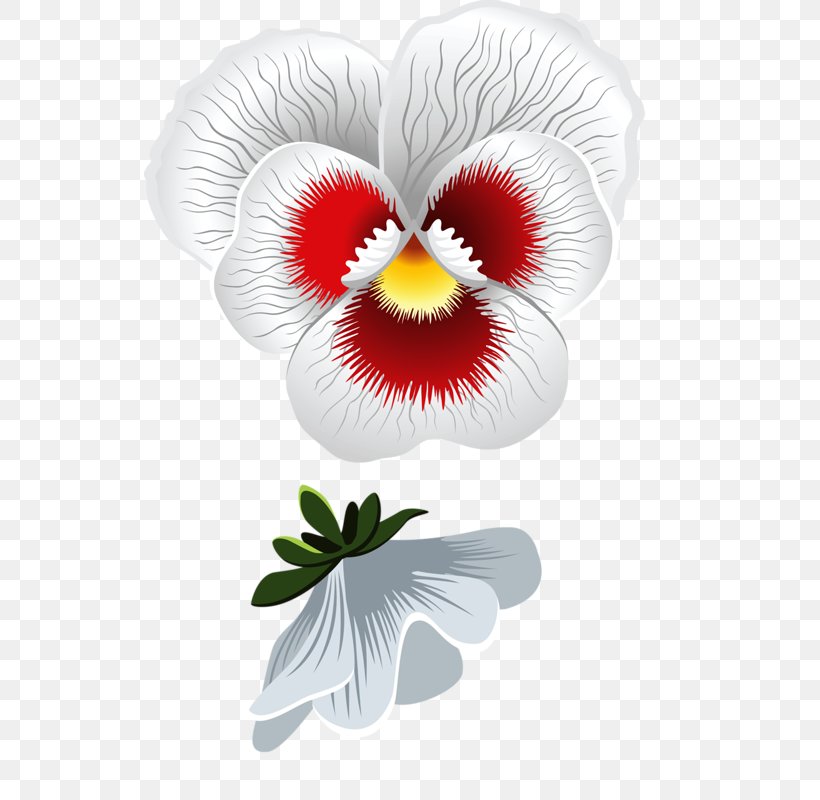 Pansy Flower Stock Photography Clip Art, PNG, 532x800px, Pansy, Botanical Illustration, Drawing, Floral Design, Flower Download Free