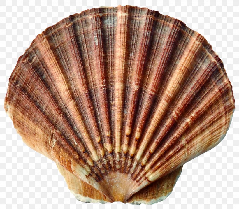Seashell Mussel Mollusc Shell Gastropod Shell Molluscs, PNG, 900x787px, Seashell, Animal, Animal Product, Aquatic Animal, Beach Download Free